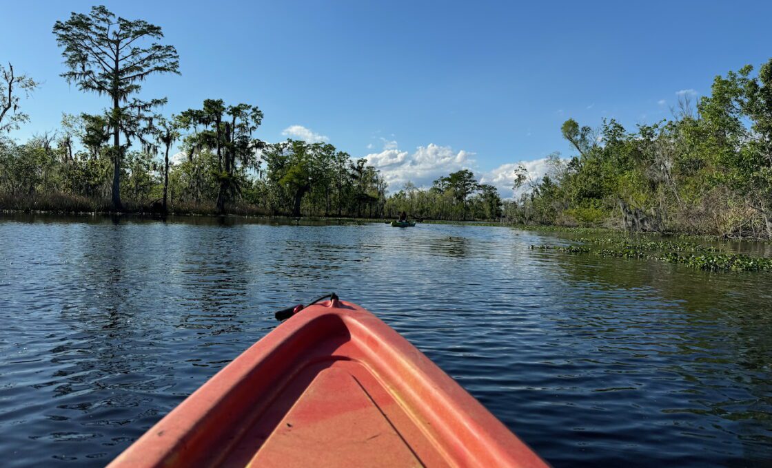 Manchac Swamp Wildlife Kayak Tour