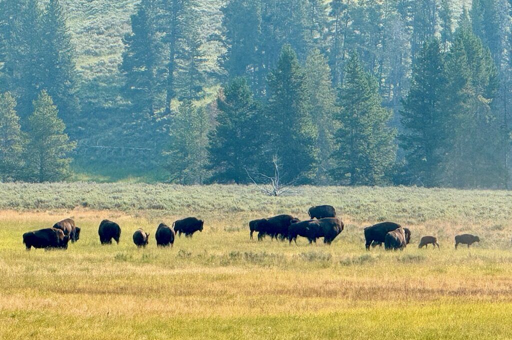 yellowstone bison hayden valley