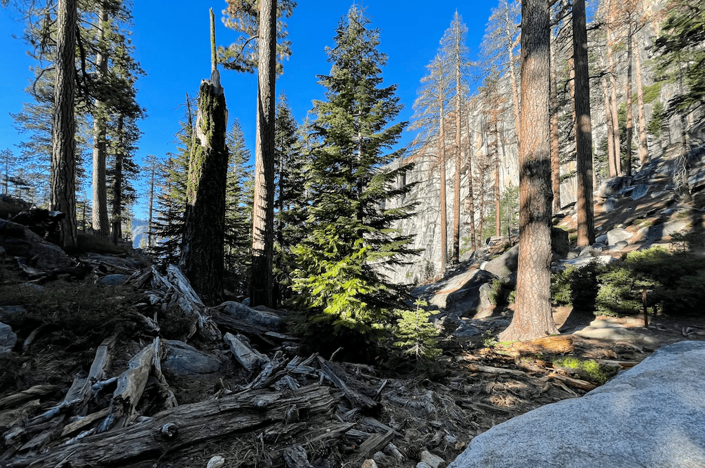 Forest area along trail