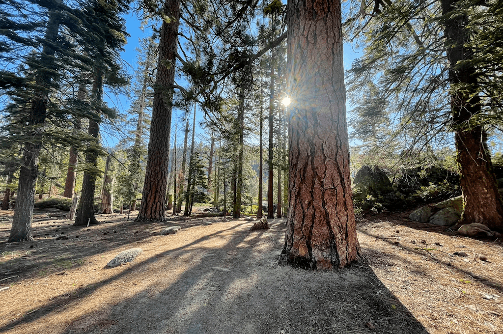 Tree with sun beam peaking through