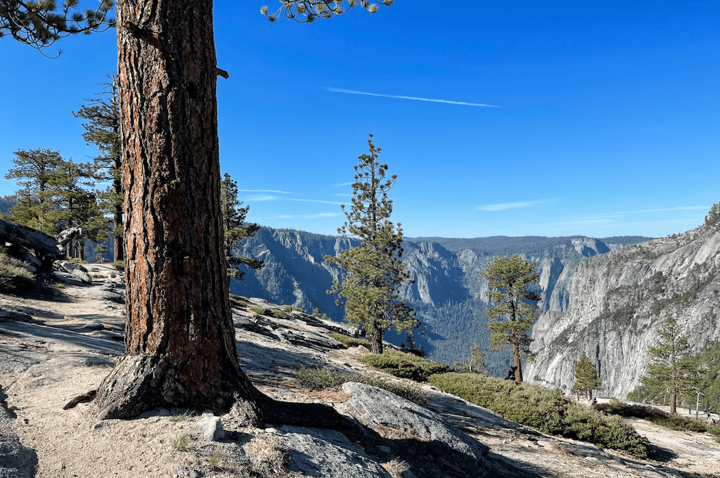 Tall pine trees on mountain side
