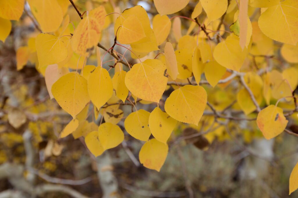 Sagehen Summit fall colors aspen leaves