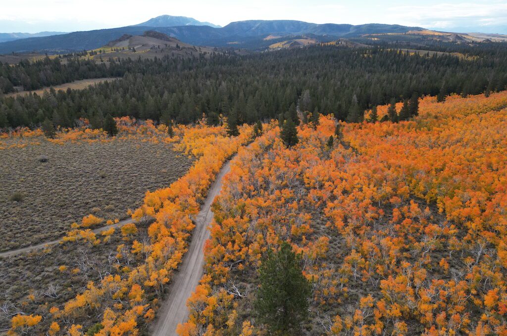 Sagehen Summit fall colors aerial view