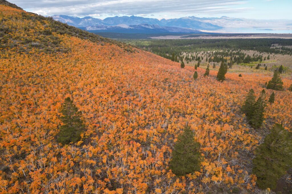 Sagehen Summit fall colors aerial view