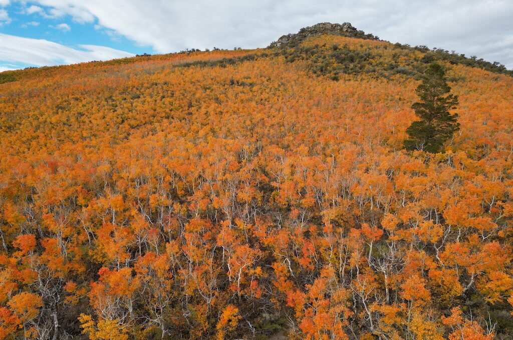 Sagehen Summit fall colors aerial view