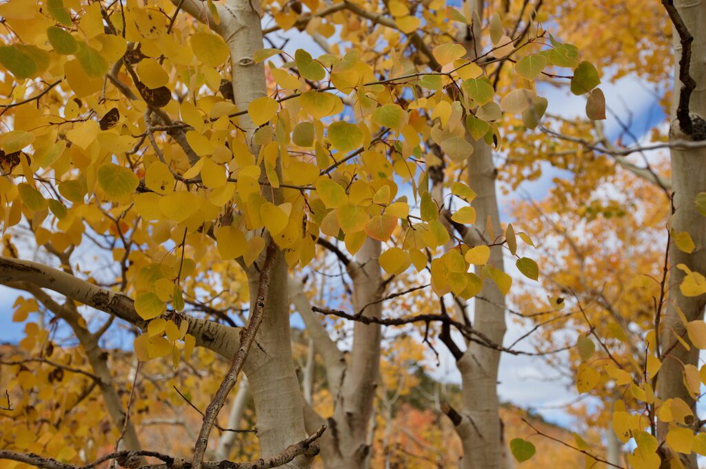 Sagehen Summit fall colors aspen tree
