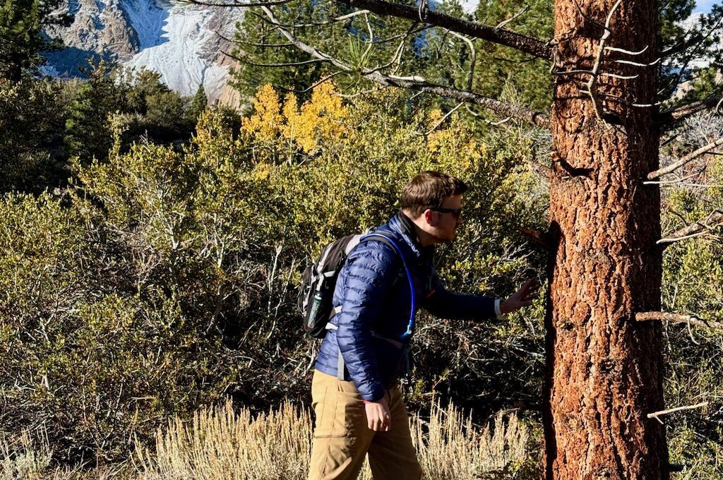 Hiker smelling Jeffrey Pines