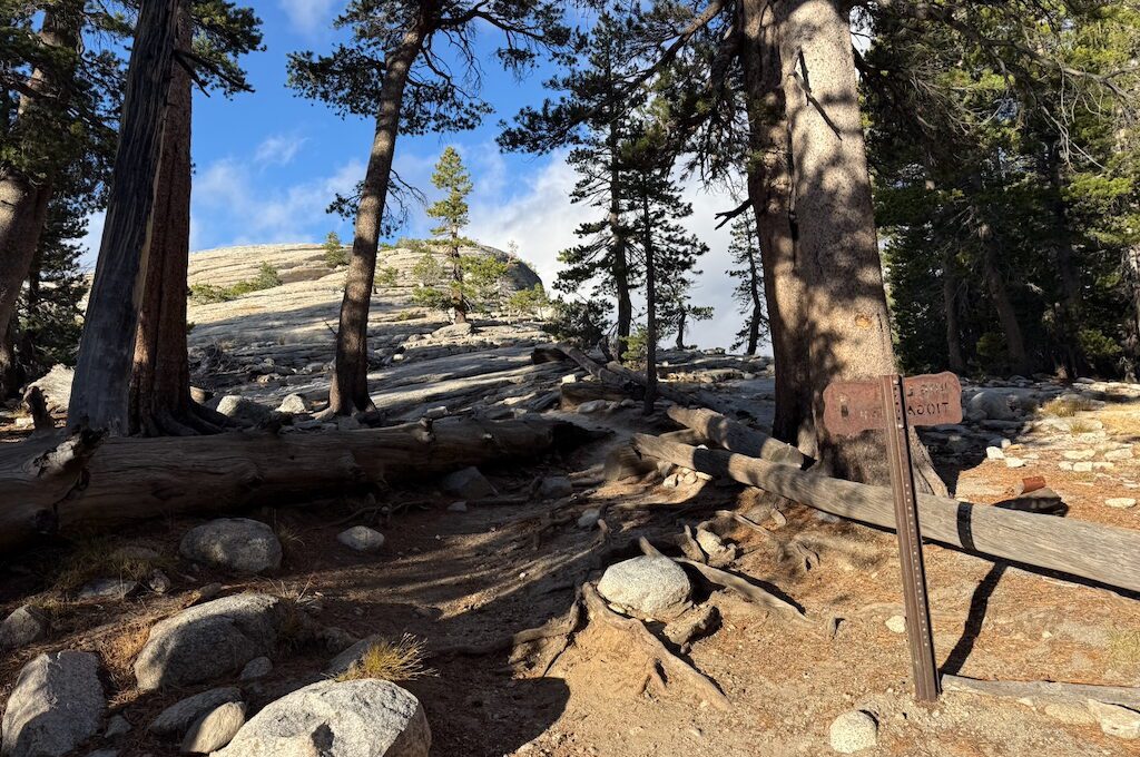 Trail through pine trees leading toward a rocky dome