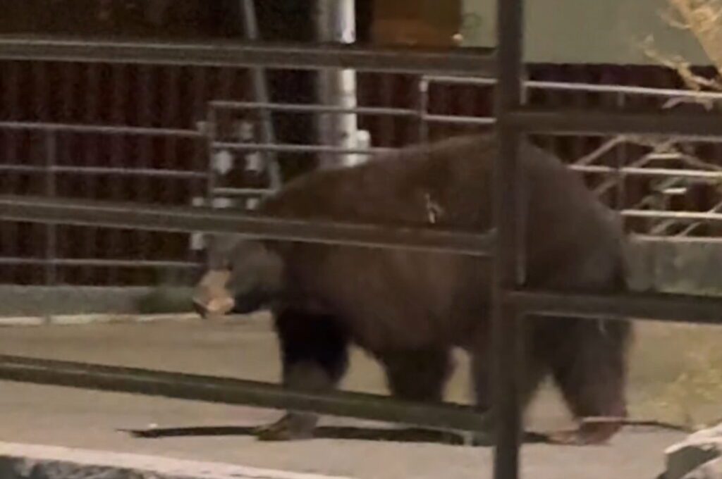 Bear captured at night walking